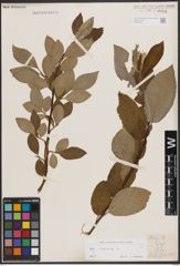Foto von Salix caprea L.